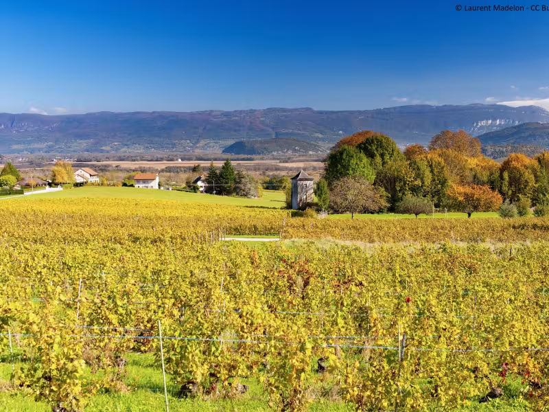 Vignes du Bugey à l'automne