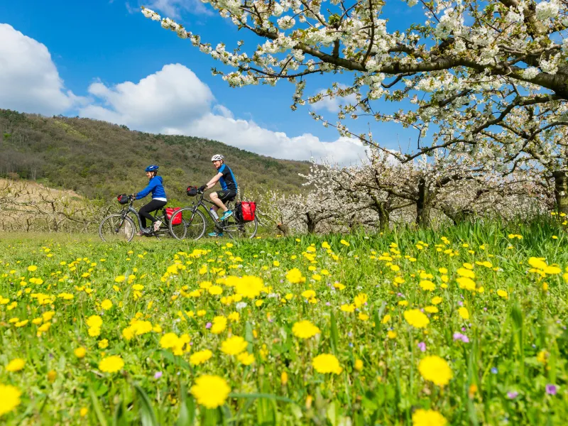 Cyclistes sur la ViaRhôna au printemps