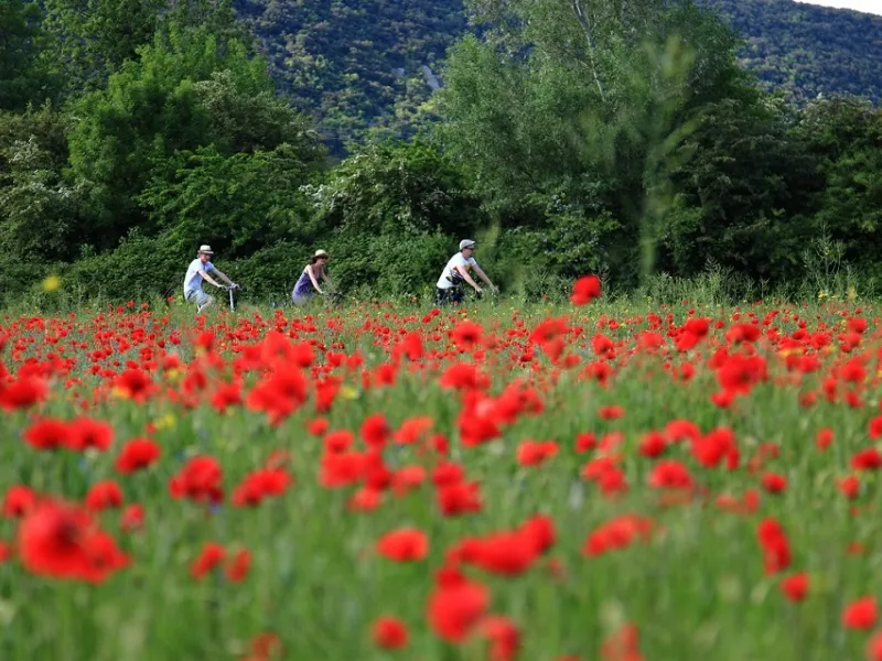 Champ de coquelicots en fleurs entre Montélimar et Avignon