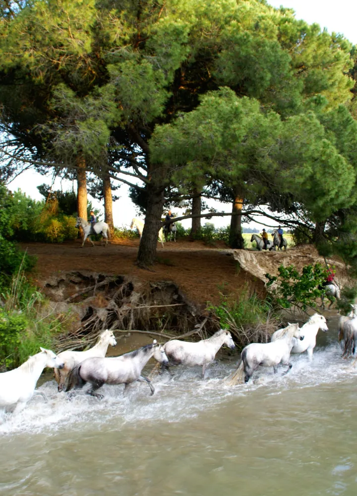 Chevaux camarguais en baignade