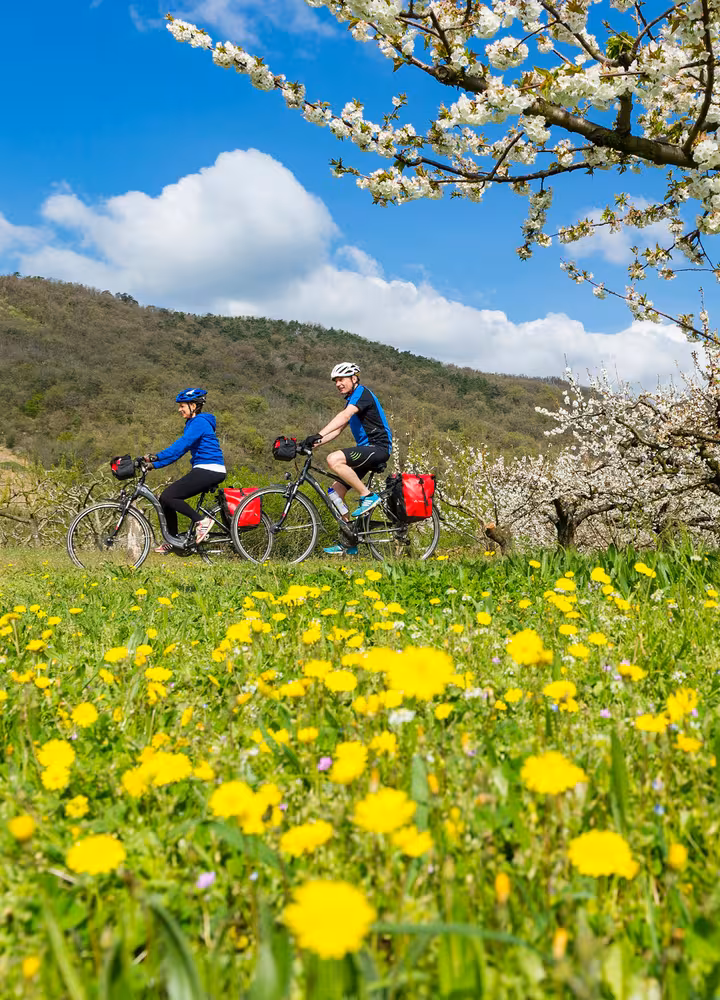 Cyclistes sur la ViaRhôna au printemps