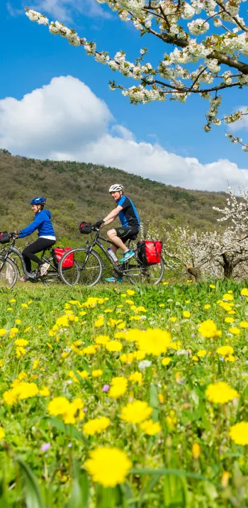 Cyclistes sur la ViaRhôna au printemps