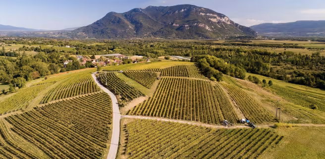 Vignobles du Bugey