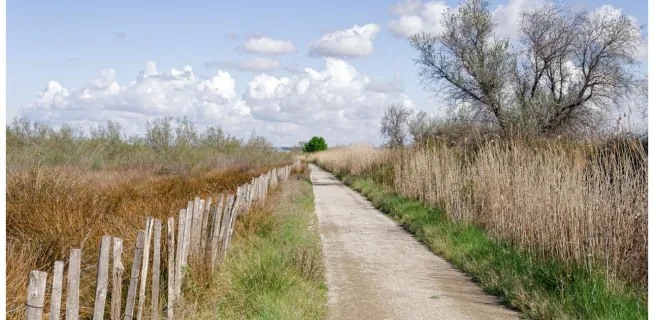 Entre Vignes et Rizières