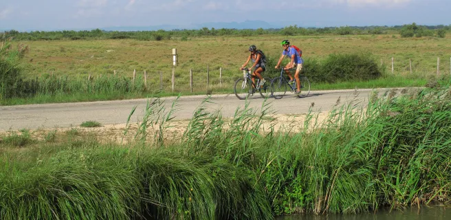 Le cheval camargue et le riz
