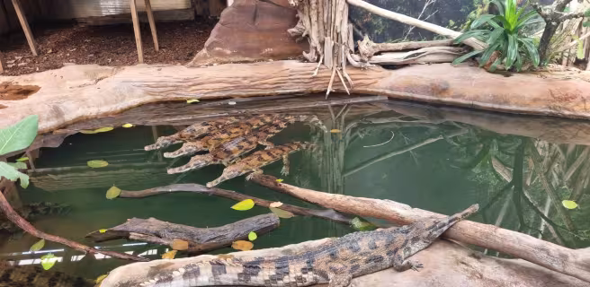 La Ferme aux Crocodiles