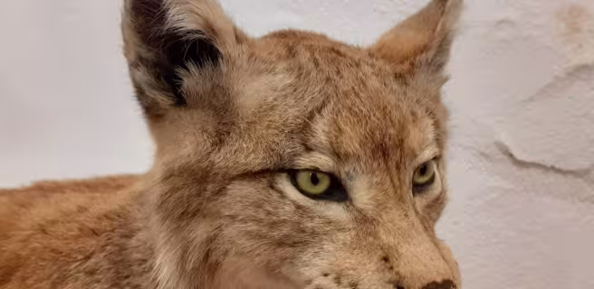 Museum Requien - Lynx