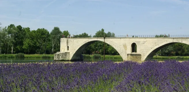 Lavandes au pied du Pont d'Avignon