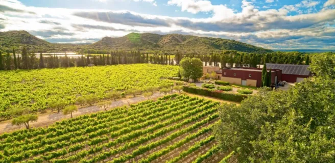 Vignes