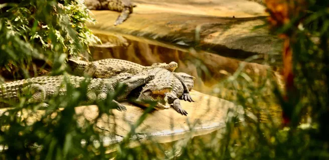 Salle de séminaire à la Ferme aux Crocodiles