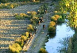 Le Parc naturel régional de Camargue